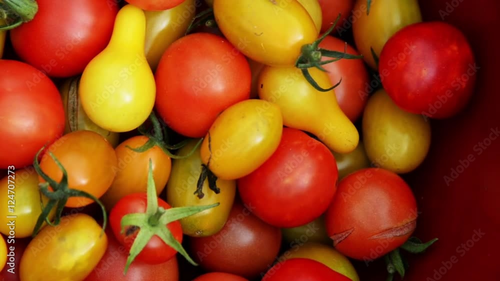 Fresh picked vegetables, zoom out, healthy organic veggies, Golden pears tomatoes, cherry tomatoes. Fresh picked vegetables, zoom out, healthy organic veggies, Golden pears tomatoes, cherry tomatoes.