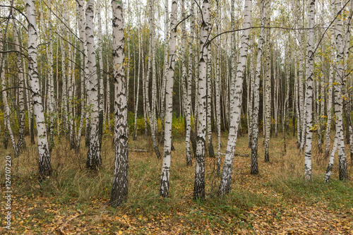 Autumn in the birch grove