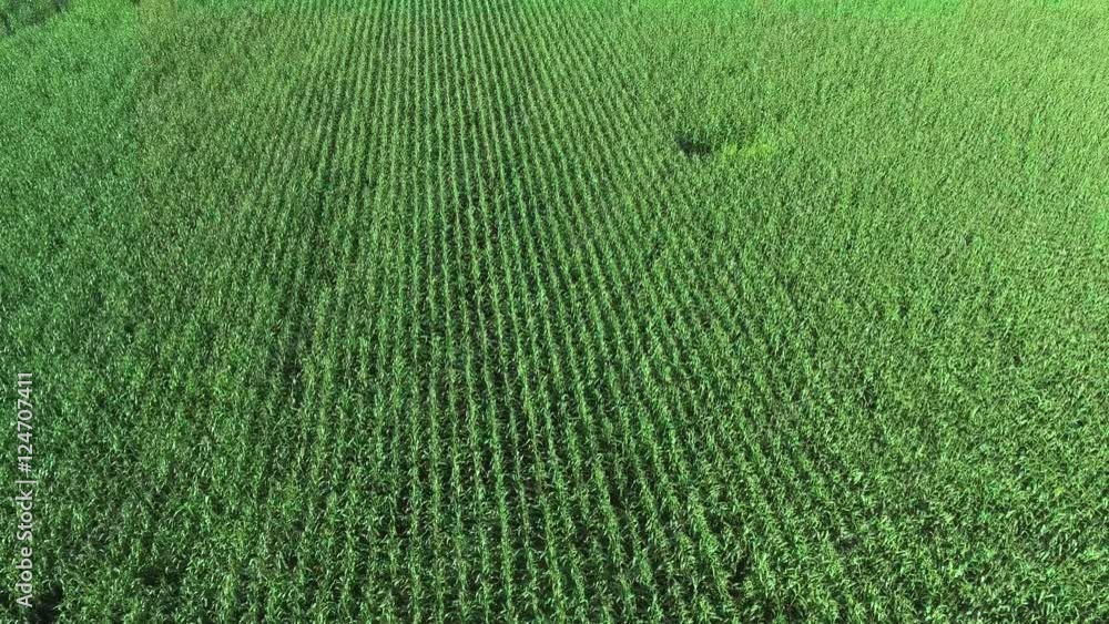 corn field aerial view corn field aerial view