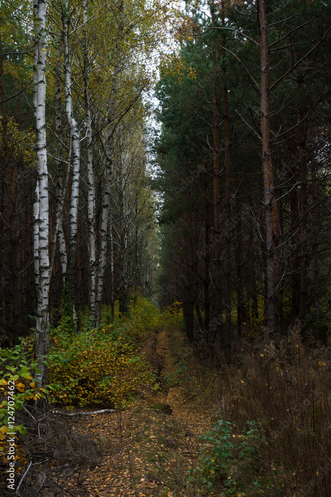 Autumn in the forest. Autumn in the forest.