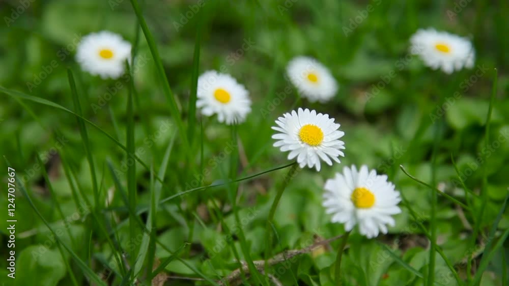 Natural summer background with white daisies in green grass. Natural summer background with white daisies in green grass.