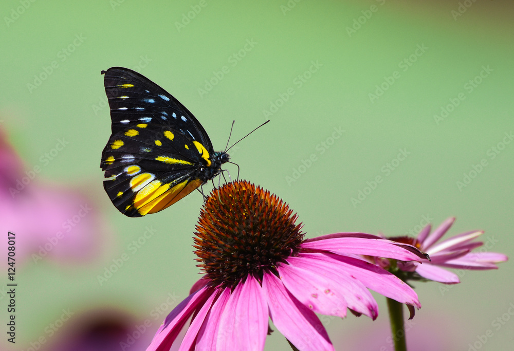 Yellow Monarch Butterfly with pink flower in the garden Yellow Monarch Butterfly with pink flower in the garden