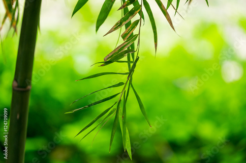 Fototapeta Naklejka Na Ścianę i Meble -  Bamboo green leaf soft blurred background