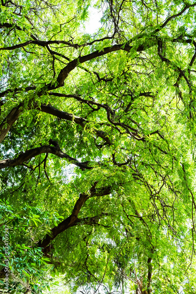 tamarind tree branch tracery spread tamarind tree branch tracery spread
