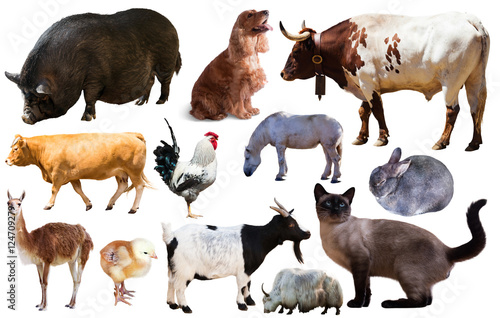 set of farm animals © JackF