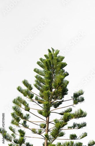 pine branches on white background