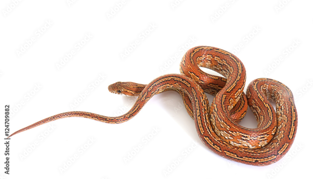 Fototapeta premium corn snake in studio