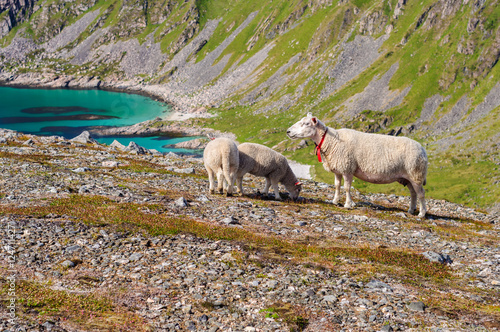 Flock of sheep and lambs in mountains near sea. Norway, Europe