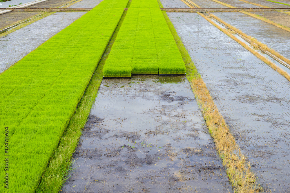 Obraz premium Young rice sprout in the box ready to growing