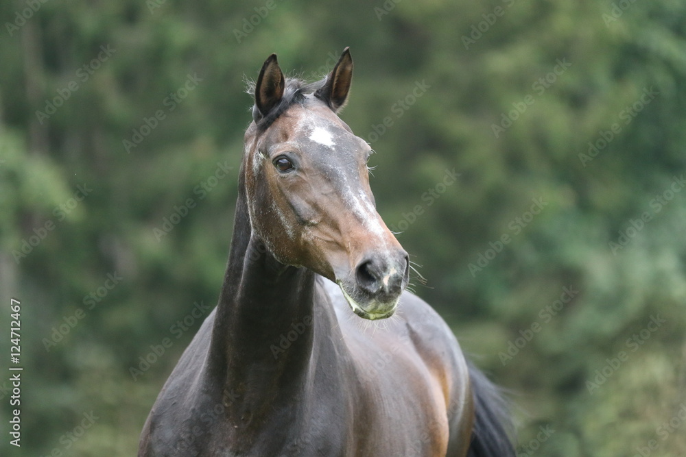 Fototapeta premium Brązowy koń starszy w ruchu