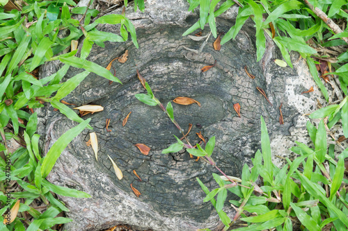 root on the ground in the garden with green grass