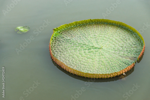 Victoria lotus leaf in the swamp