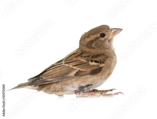 House sparrow in studio