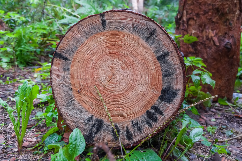 Pine stump Pine stump