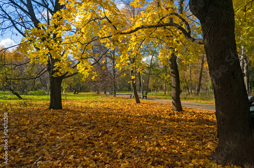 sunny autumn day in the park. Leaf fall yellow leaves