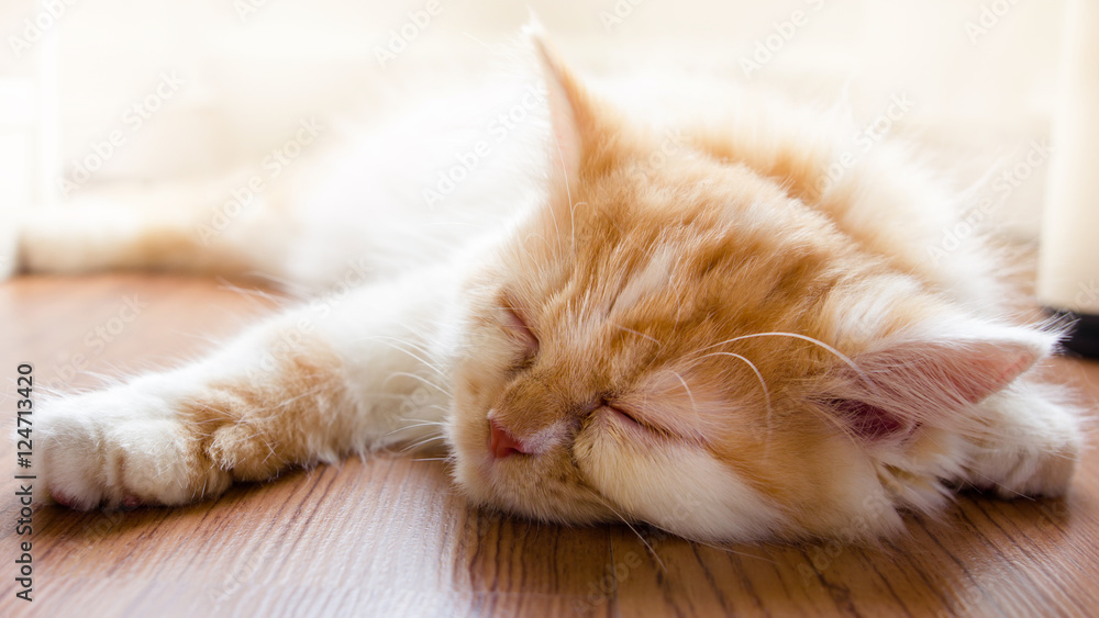 Obraz premium Cute baby cat lying down on floor and sleeping