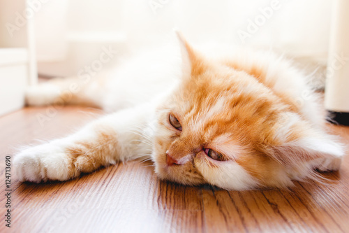 Cute baby cat lying down on floor and sleeping © Jaruwan photo