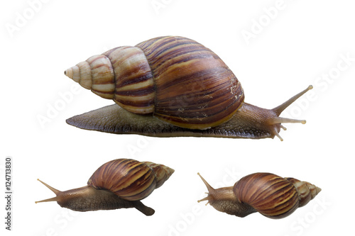 set of snail isolate on white background
