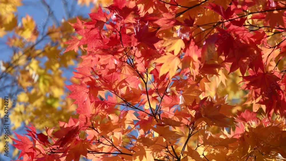 風に揺れる秋のもみじ / 4K