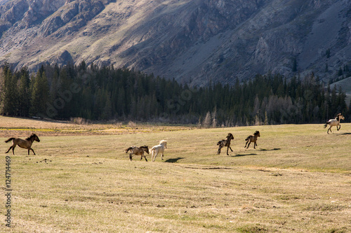 Horses running in the mountains
