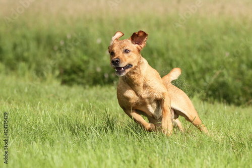 Labrador Retriever rennt über eine Wiese