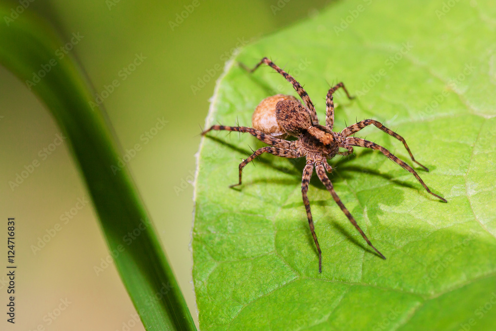 spider on green leaf spider on green leaf