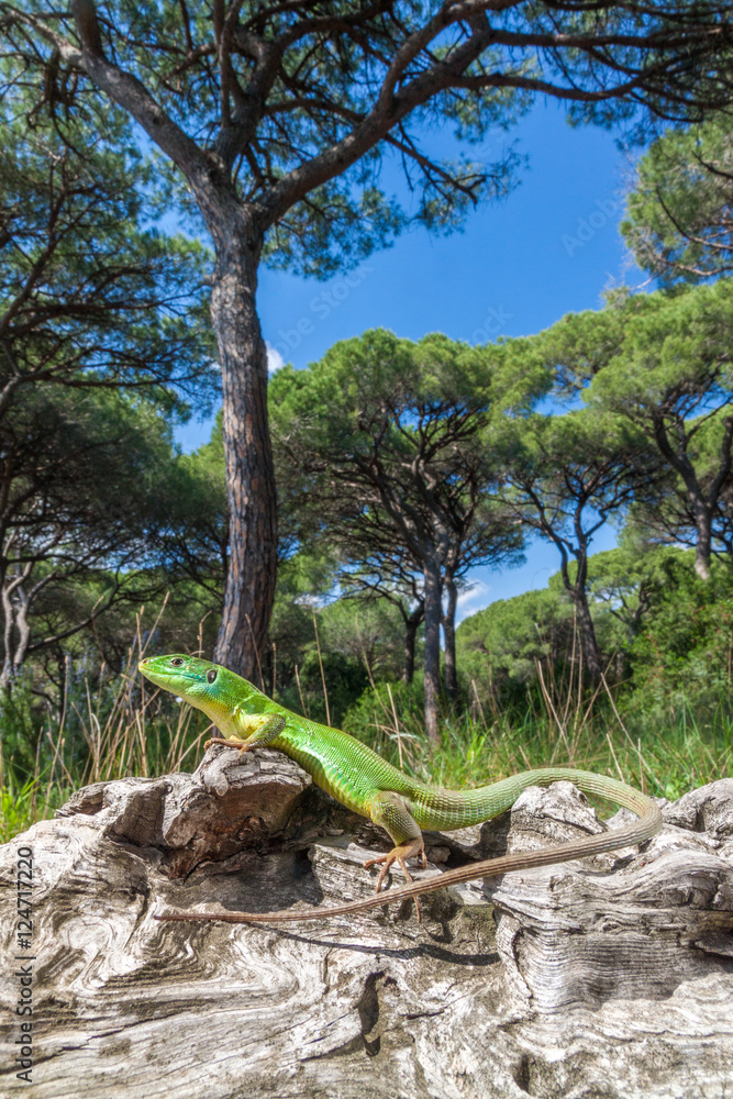 Fototapeta premium Western green lizard (Lacerta bilineata) in its environment in Tuscany