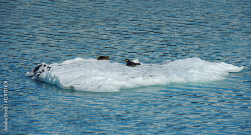 Seal resting on an iceberg in College Fjord  Alaska.