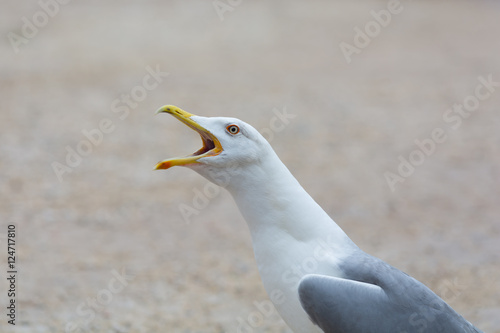 Konstfotografi Seagull Calling