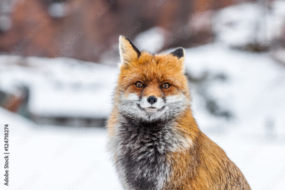Fototapeta premium Portret lisa rudego (Vulpes vulpes) w śniegu