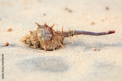 Shells or Conch on sand beach with sea water wave in the morning.