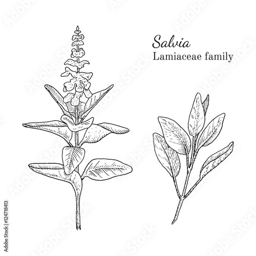 Ink salvia herbal illustration. Hand drawn botanical sketch style. Absolutely vector. Good for using in packaging - tea, condinent, oil etc - and other applications