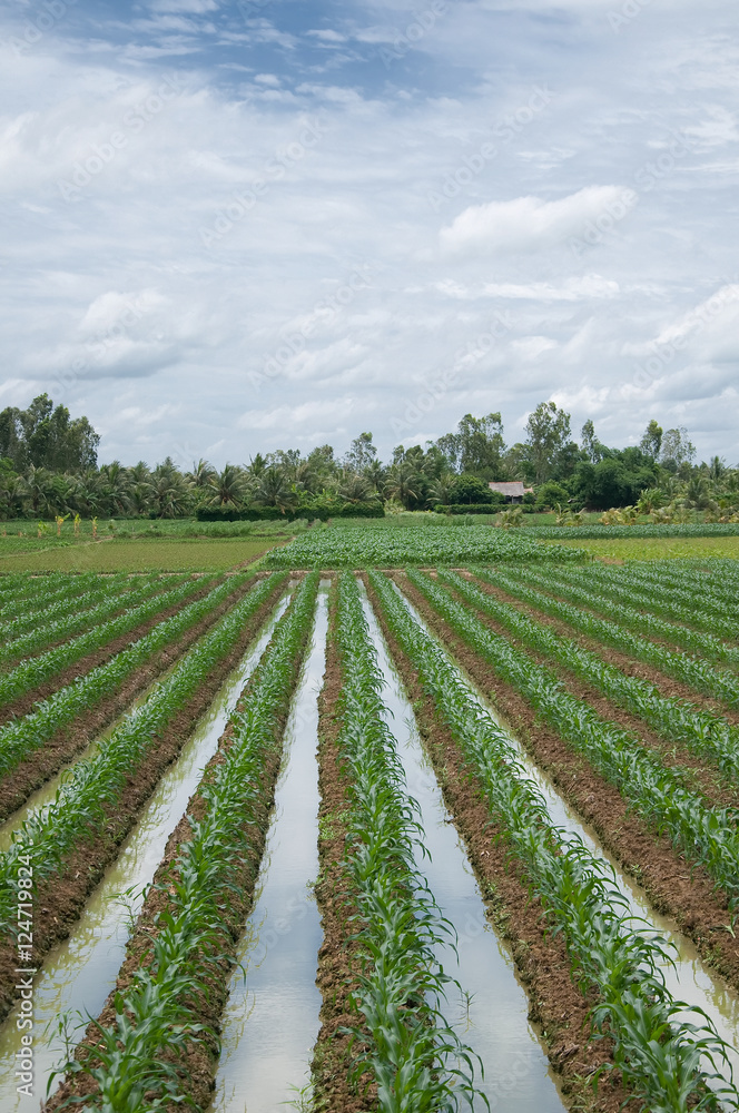 Green field in Mekong Delta, South of Vietnam