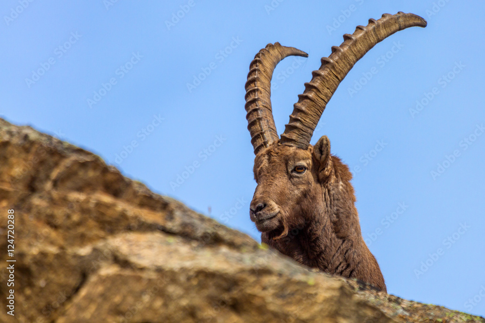 Alpine ibex (Capra ibex) - Italian Alps