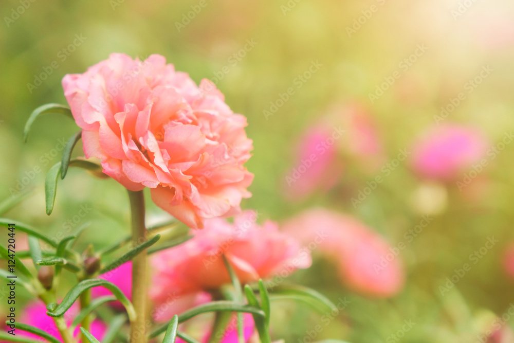 Closeup moss rose making soft light