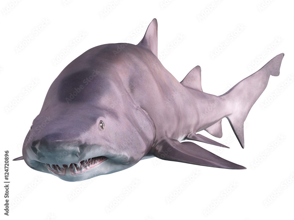 Naklejka premium Shark on white background.