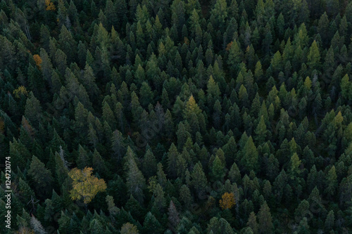 Fotografie Forêt de Pins, vue du ciel