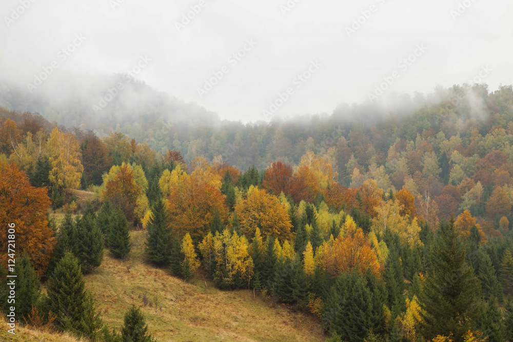 Foggy morning in the autumn forest