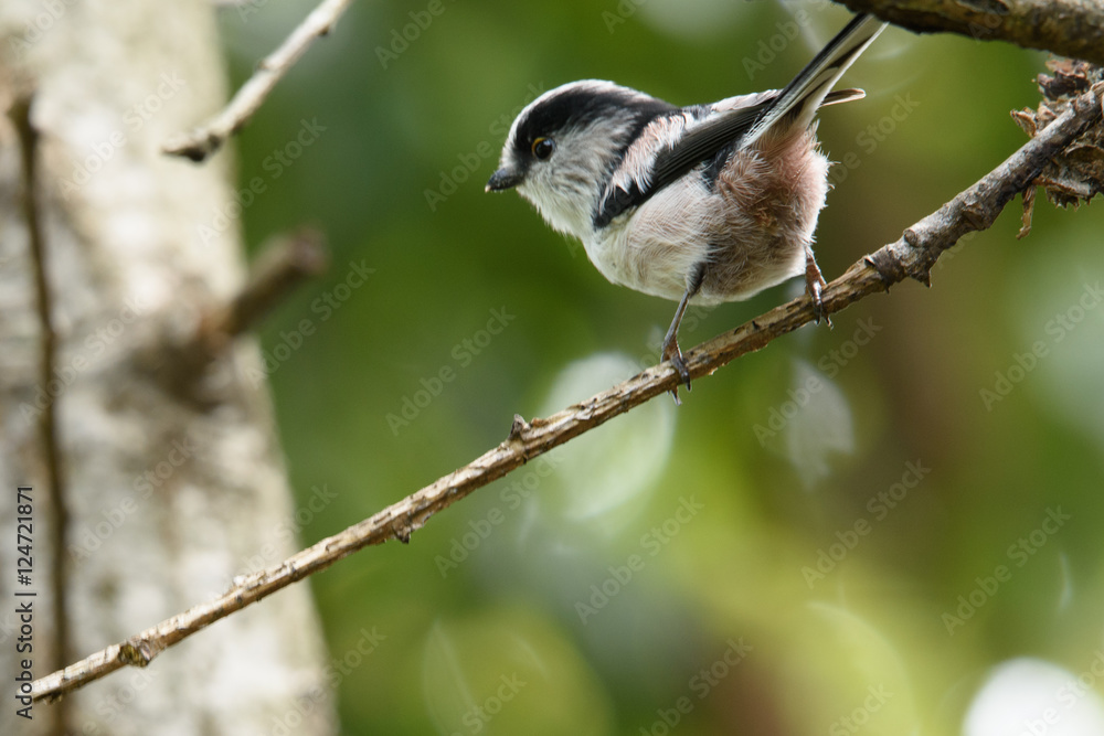 Obraz premium エナガ