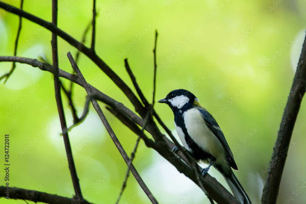 Obraz premium シジュウカラ