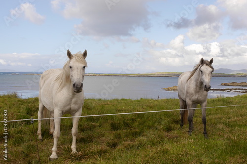 Connemara Pony - Irland