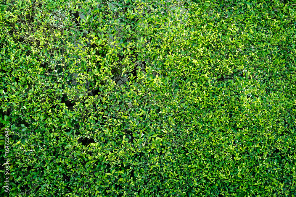 Green leaves wall background Texture Green leaves wall background Texture
