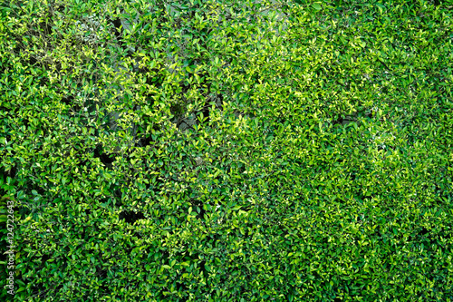 Green leaves wall background Texture