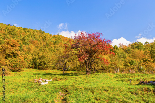 Meadow with trees with autumn colors/ autumn/ trees/ colurs/ green/ meadow