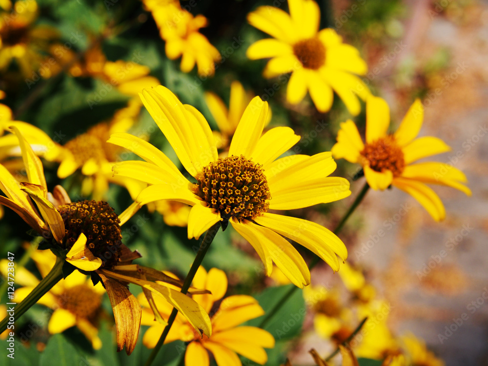 False sunflower, rough oxeye - Heliopsis helianthoides False sunflower, rough oxeye - Heliopsis helianthoides