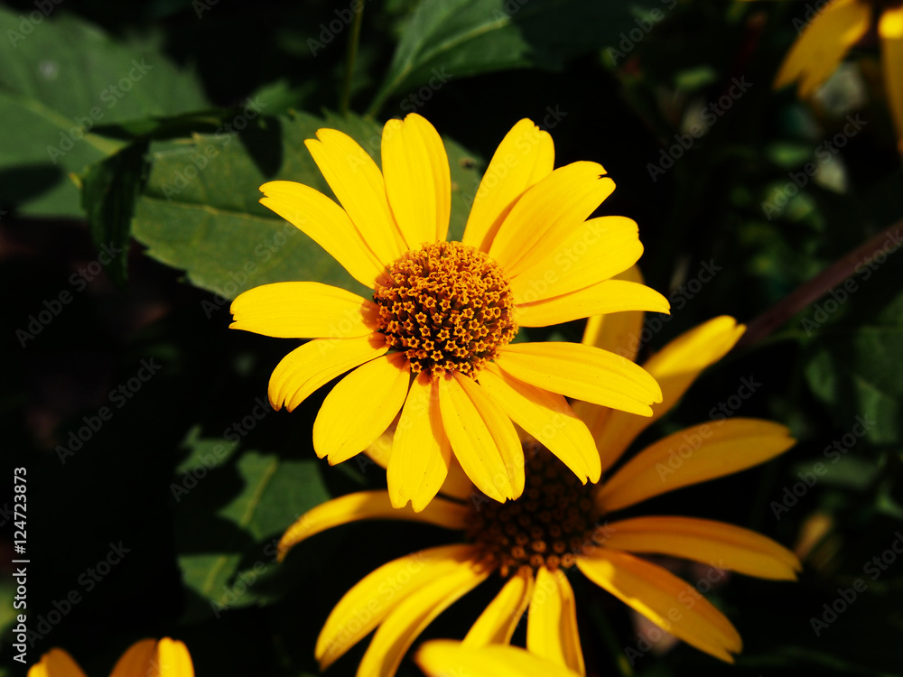 Fototapeta premium False sunflower, rough oxeye - Heliopsis helianthoides 
