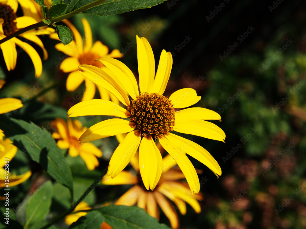 False sunflower, rough oxeye - Heliopsis helianthoides  