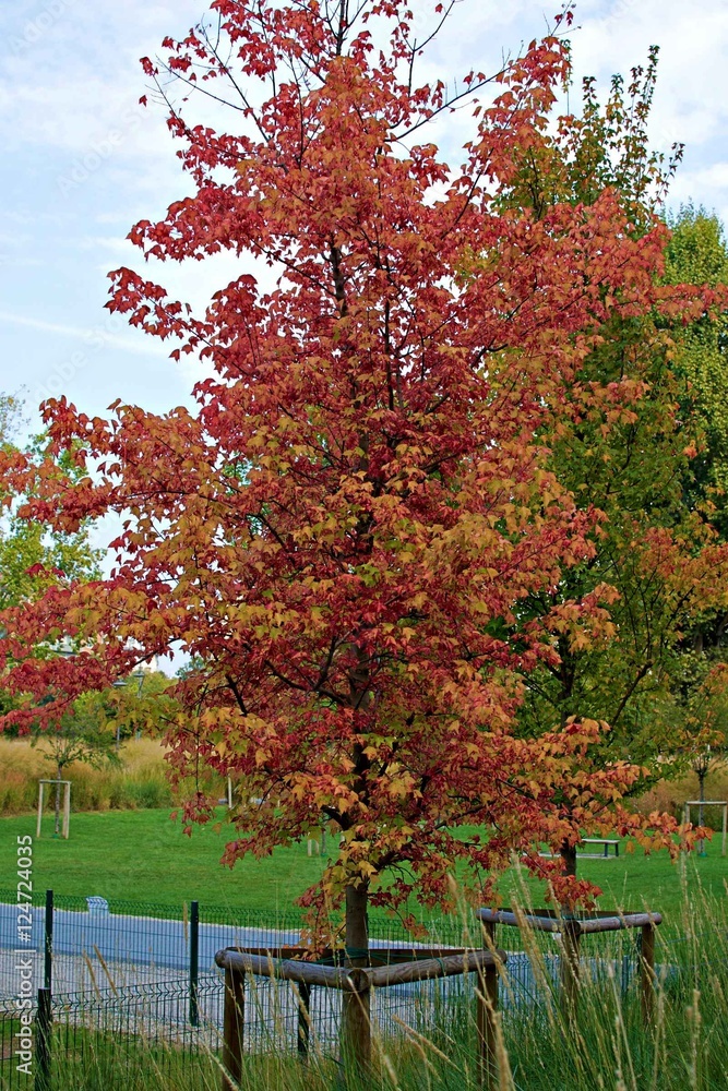 Naklejka premium Autunno