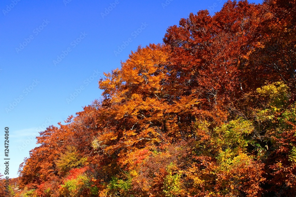Fototapeta premium 蔵王の紅葉(山形県上山市)