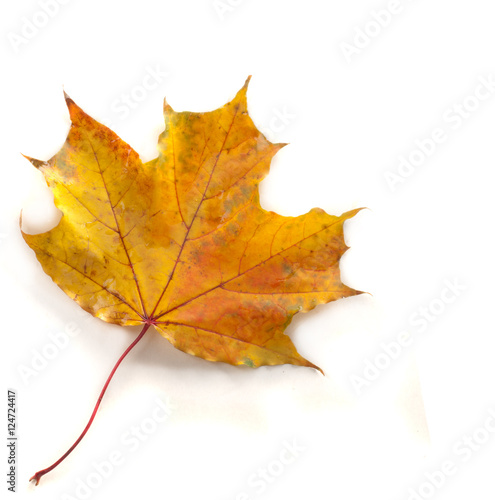 Texture, pattern, background. Autumn leaves on a tree, Maple lea photo